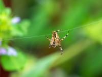 Gartenkreuzspinne Unterseite
